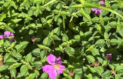 PUNI MAKAI LOOP, Pahoa, HI 96778