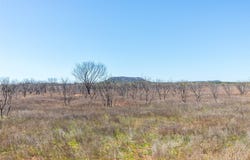 CR 614, Ovalo, TX 79541