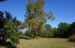4301 Plainview Dr, Naples, TX 75568