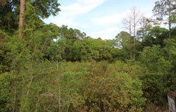 Bottoms Road lot: 6-7, Panacea, FL 32346