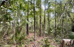 HWY 361, Steinhatchee, FL 32359