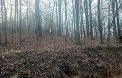 Kates Creek Road, Oden, AR 71961
