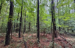 253 Red Dog Road, Carthage, MS 39051