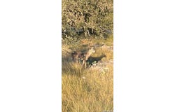 253 SD 31510, Rocksprings, TX 78880