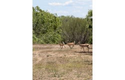 FM 534, Sandia, TX 78383