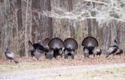Sandy Pines Road, Dorchester, SC 29437