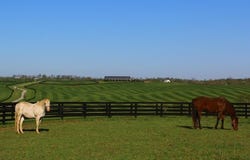 1455 Cane Ridge Road, Paris, KY 40361