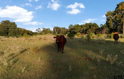 FM 314, Brownsboro, TX 75756