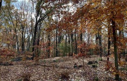County Rd 308, Forrest City, AR 72335