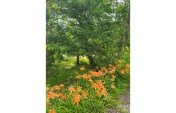 6 John Hazel Drive, Swannanoa, NC 28778