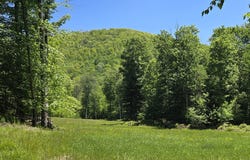 Lillibridge Road, Olean, NY 14760