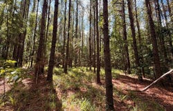 Oakey Streak Road, Red Level, AL 36028