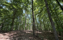 PARRISH Road lot: 4A, LOUISA, VA 23093