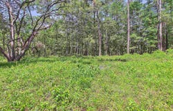 Vacant E 2nd Way, Greenville, FL 32331