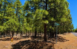711 Pine Creek Drive, Lakeside, AZ 85929
