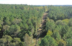 PARCEL#11405 CR 2265, Grapeland, TX 75844