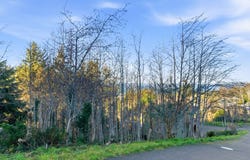 3 Saki Ln, Yachats, OR 97498