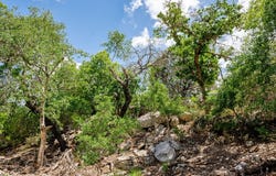 1632 Link lot: 9, Doss, TX 78618