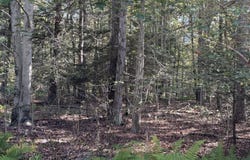 166 George Drive, Blakeslee, PA 18610