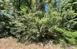 PID 80439 Allentown Loop, Pollok, TX 75969