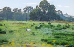 2524 Sandy Fork Road, Harwood, TX 78616