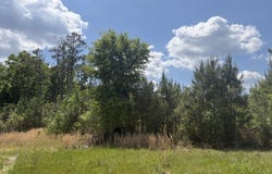 005 George Milling Rd, Cuthbert, GA 39840