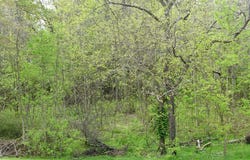 Marshall Street, Brookneal, VA 24528