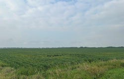 465th St - Parcel 3, Fairfax, MN 55332
