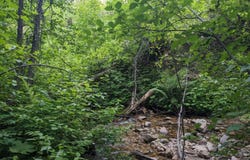 BIA RD. 56, WA