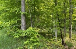 Co. Rd 98, McMillan, MI 49853