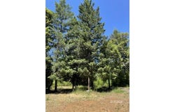 1460 Lake Rd, Junction City, CA 96048