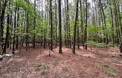 1.75ac KEGOTANK RD lot: 2, NELSONIA, VA 23414