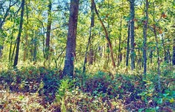 Saint Saveur Drive, Edwards, MO 65326
