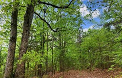 Stuart Road, Quitman, AR 72131