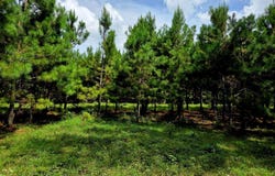 PID 10531 County Road 4816, TIMPSON, TX 75975