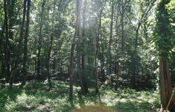 Brodies Landing, Parsons, TN 38363