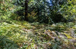 20570 E LOLO PASS Rd, Rhododendron, OR 97049