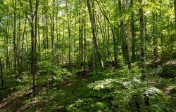 Cold Brook Trl lot: 31, Sylva, NC 28779