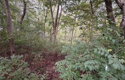 Shobonier, IL 62885