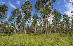 Wiregrass Road, Camilla, GA 31730