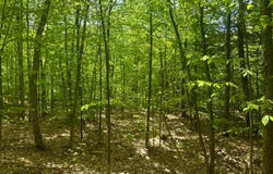 1.4 Cobble Creek Rd., Chester, NY 12853