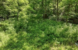 Barn Hollow Drive, Mountain View, MO 65548