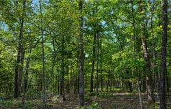80 ac lot Madison 2750, Huntsville, AR 72740