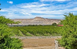 3365 C Road, Palisade, CO 81526