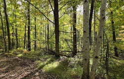 3 National Lane, Crandon, WI 54520