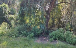 6090 N BAYFRONT Drive, HERNANDO, FL 34442