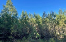 N County Line Rd, Maben, MS 39750