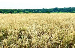 1179 County Road 1990, Chico, TX 76431