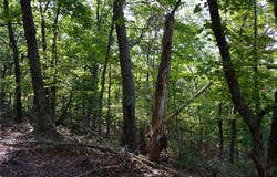 Tract E Hanging Rock Forest Road, Danbury, NC 27016