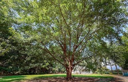 10541 PINE TREE RD, NASSAWADOX, VA 23413